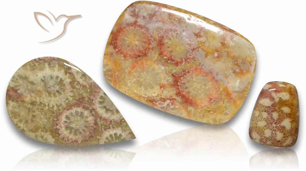 化石サンゴの宝石情報: 美しさと時代を超越した美しさ